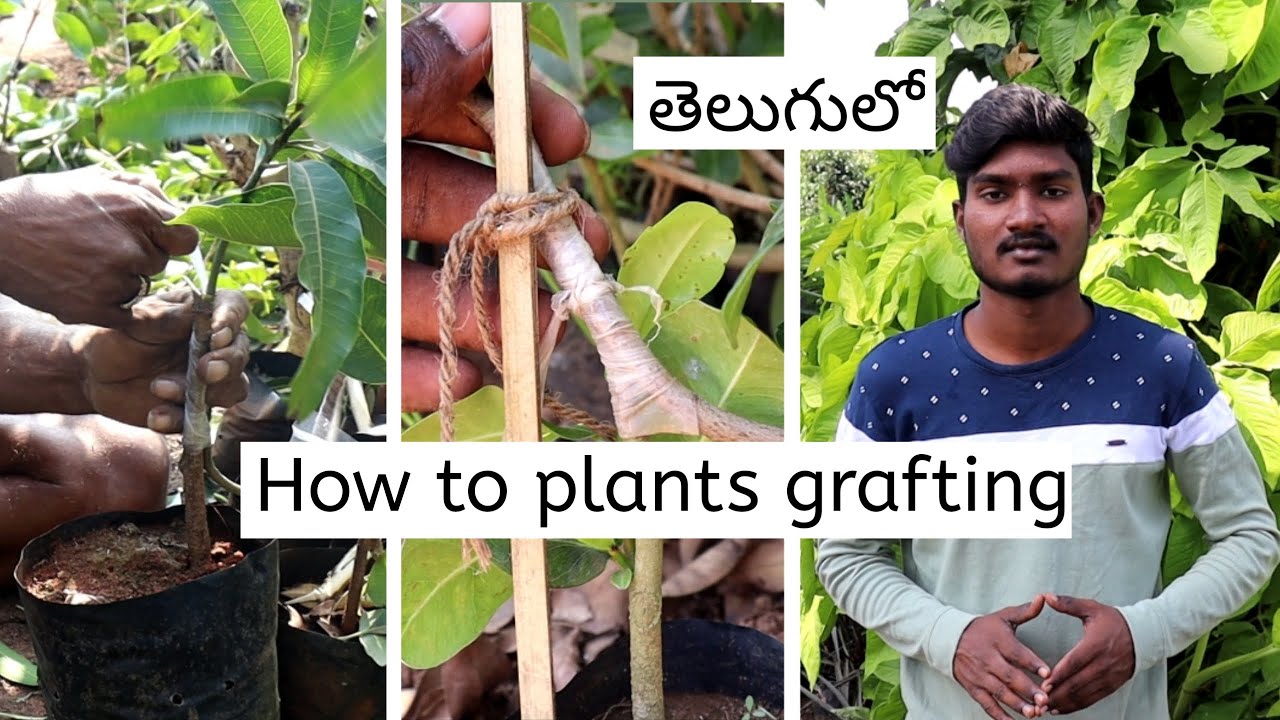 How to plants grafting in telugu || how to graft plants in telugu || plants grafting in telugu