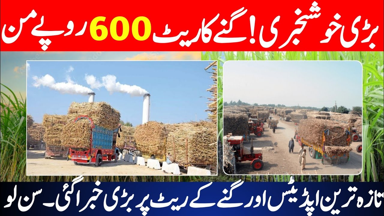 Breaking News Sugarcane Rate Latest Update | New Sugar Mills Price in Punjab & Sindh 2025-2026