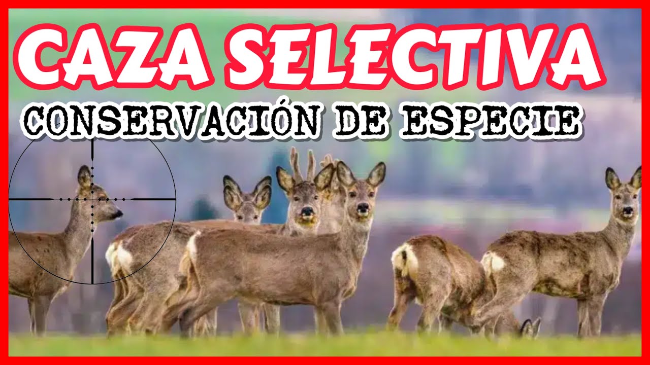 🔴 Caza selectiva de Corzo en Rececho + cocina salvaje: sabor 100% natural. Aprende trucos y errores.