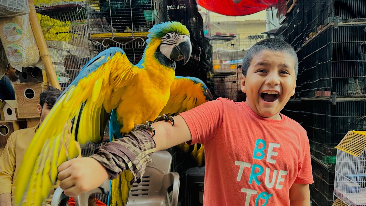 ALHAMDULILLAH Ali ko 5 lakh ka macaw parrot 🦜 Pasad a gaya 😱 || Macaw ny Ali ko zakhmi kr deya 😳