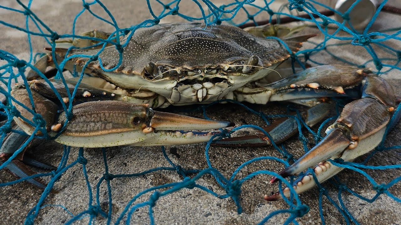 Let's Go Crabbing! Heckscher Drive/ Sisters Creek! Jacksonville Florida! Jim King Boat Ramp!