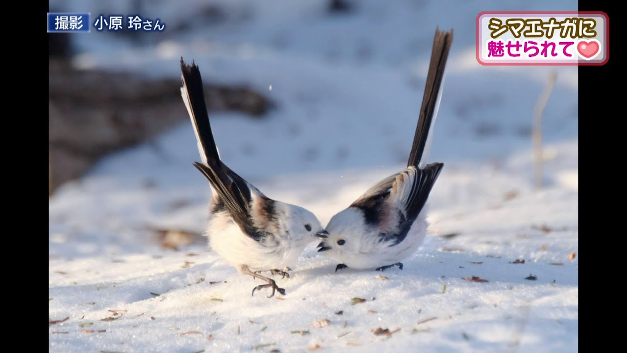 【金曜ブランチ】北海道３大かわいい動物 2020年5月1日放送
