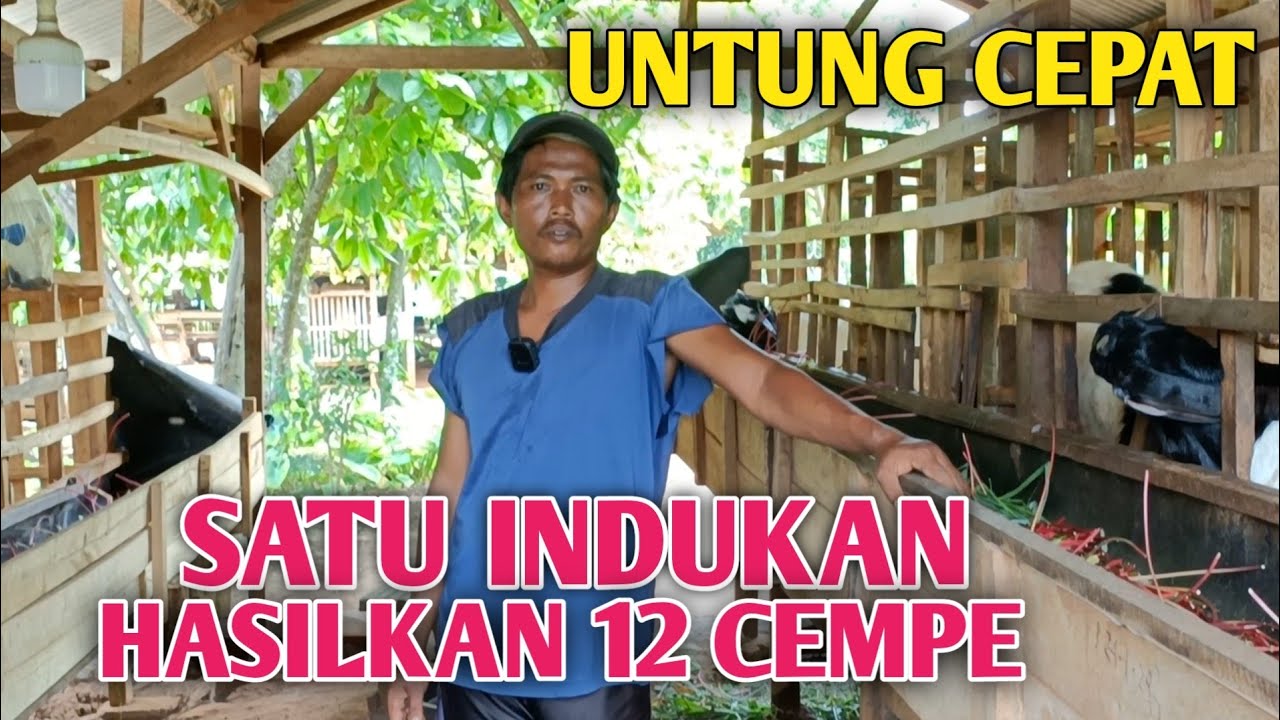 Memilih indukan Yang Tepat Bisa Membuat Peternak Untung Cepat?