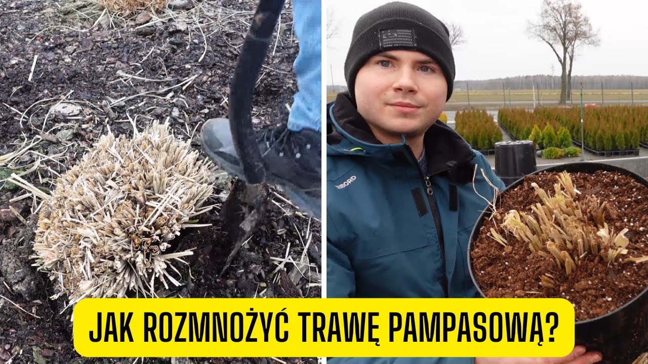Jak rozmnożyć trawę pampasową przez dzielenie? Prosty sposób na rozmnażanie traw