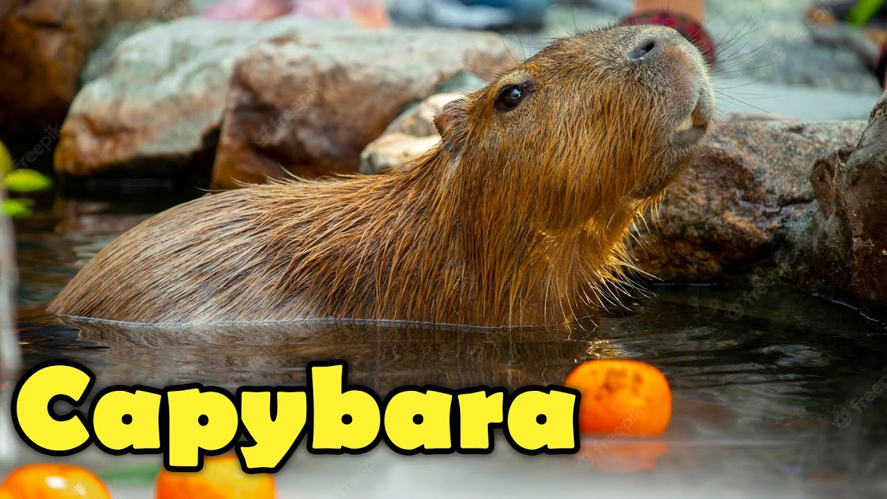 Что такое капибара? - Интересные факты о капибарах для детей!