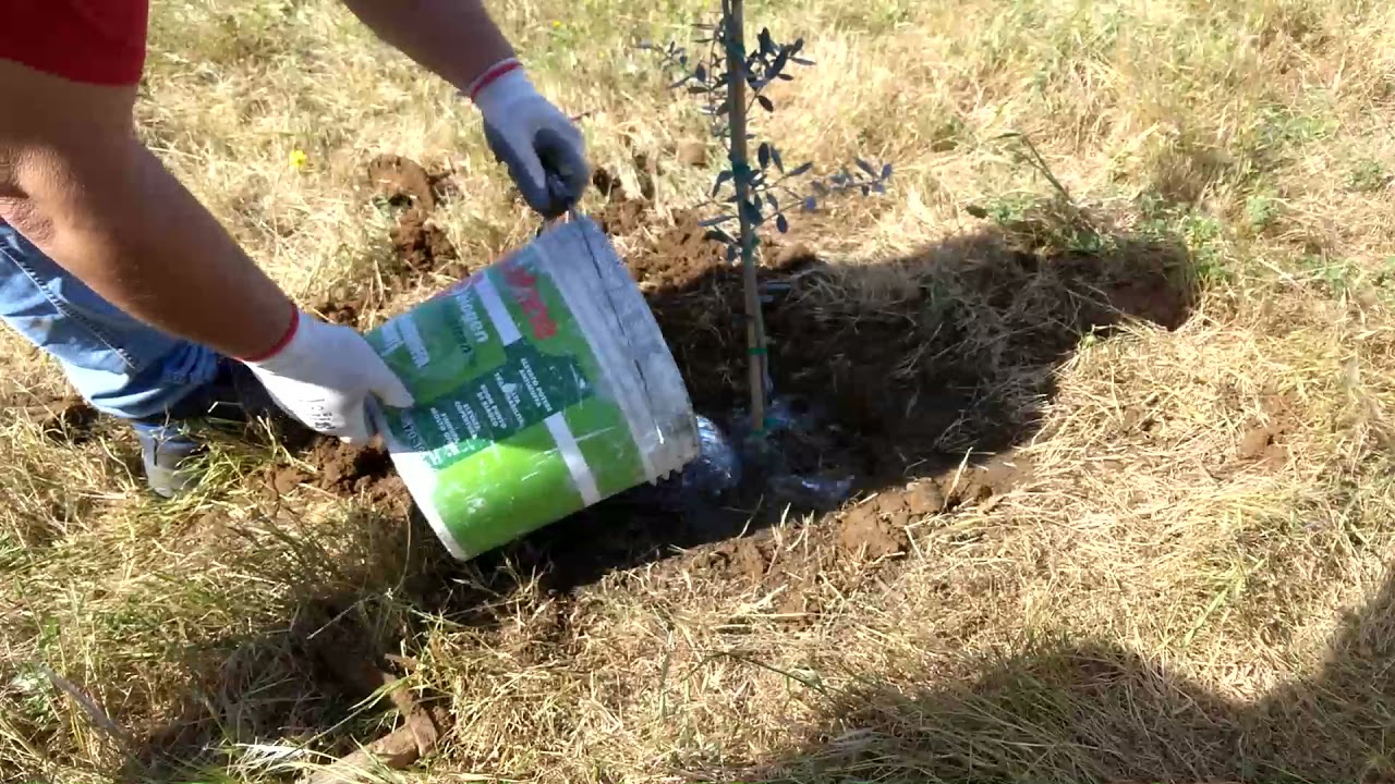 Piantiamo gli alberi di ulivo (Esperimento sinergico part1)