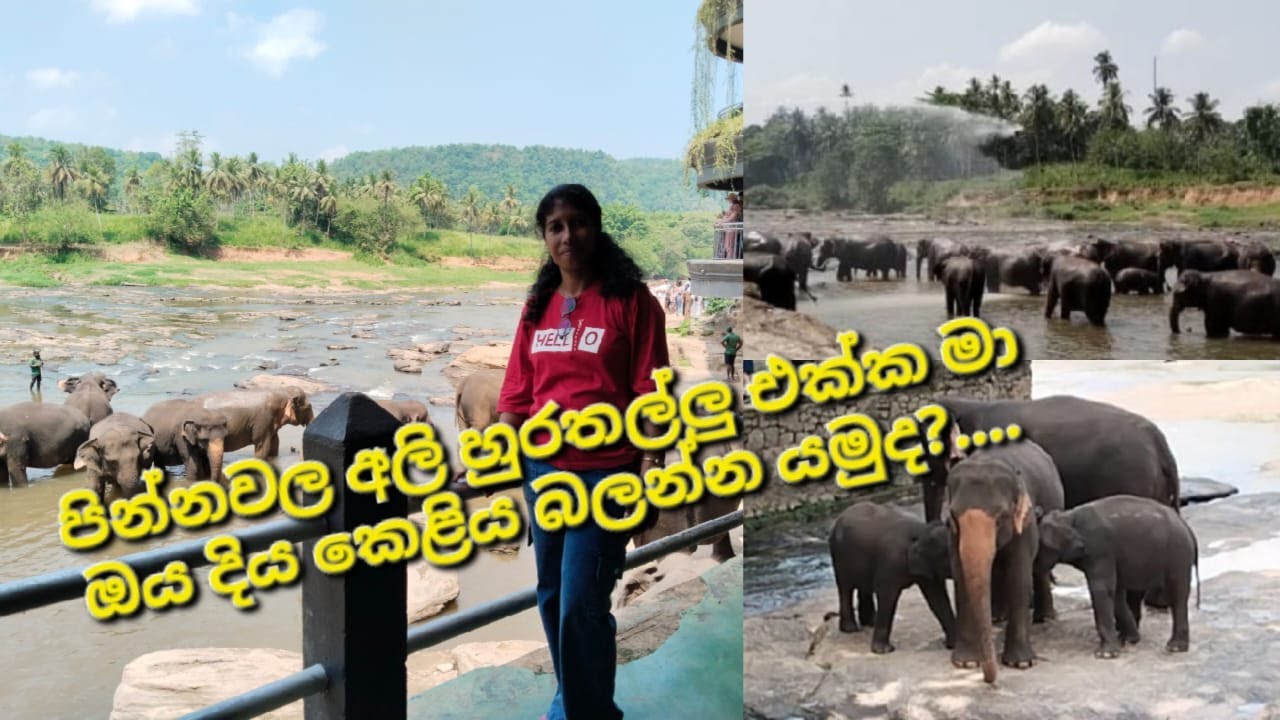 පින්නවල අලි අනාථාගාරය. මා ඔයේ අලි නෑවීම - Pinnawala Elephant Orphanage.. Elephant Bath in the river