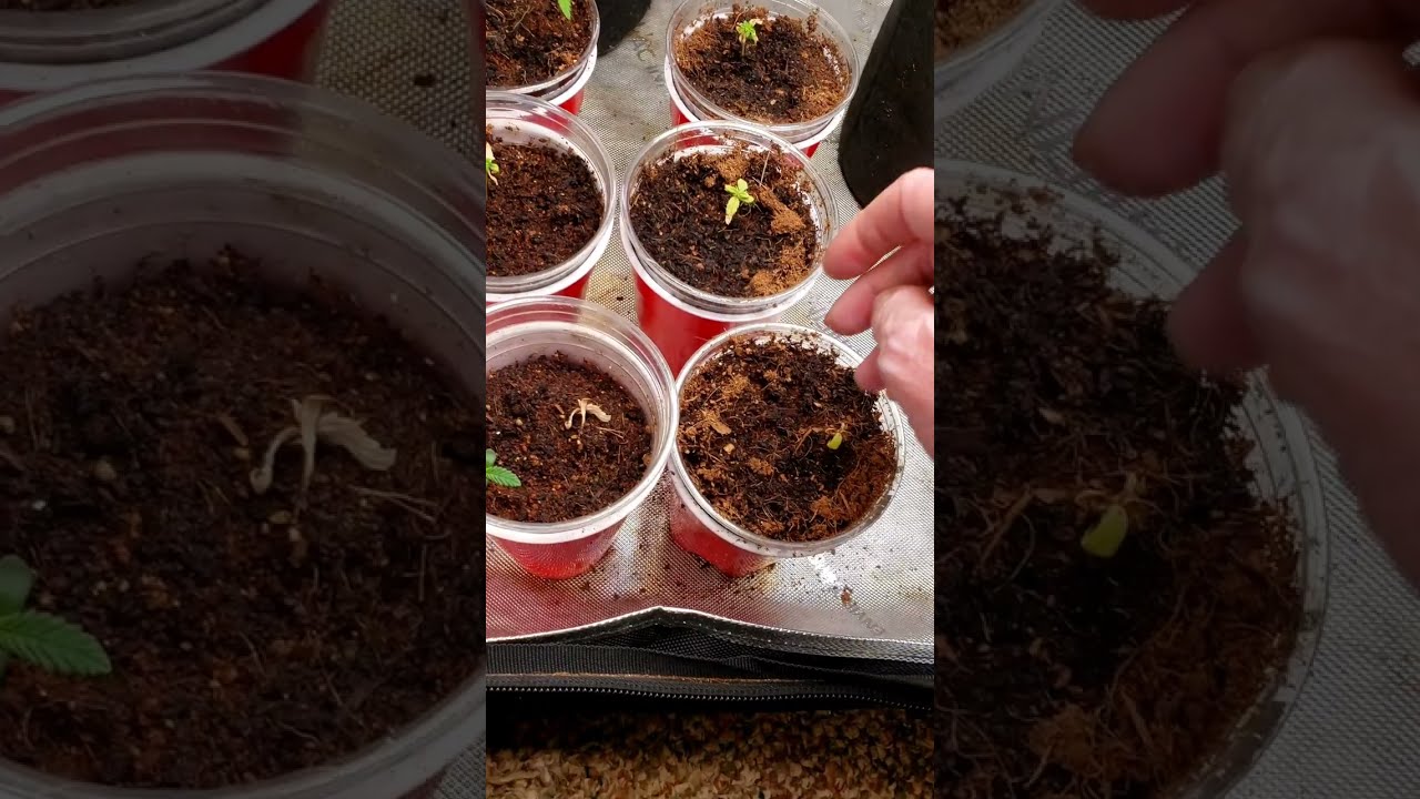 July 3, 2023 progress with sprouts,  boomer learning to grow series