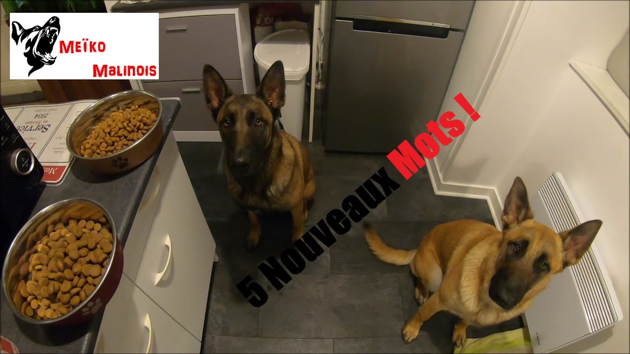 #66 Faim - #67 Croquettes - #68 Gamelle - #69 Mange - #70 Gâteau (Version 2.0)