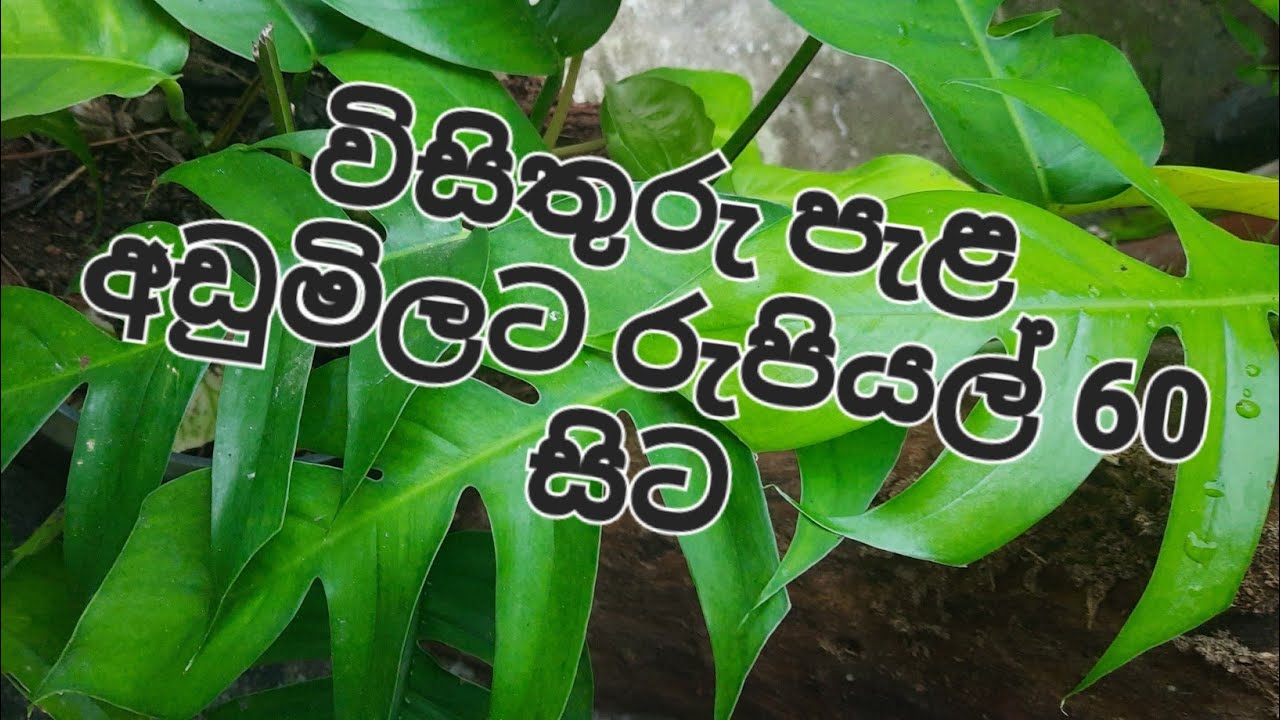 Plant sale - 4 🪴 ❤️ 🙏  රුපියල් 60 සිට පැළ අඩු මිලට #plantingideas #plantlovers