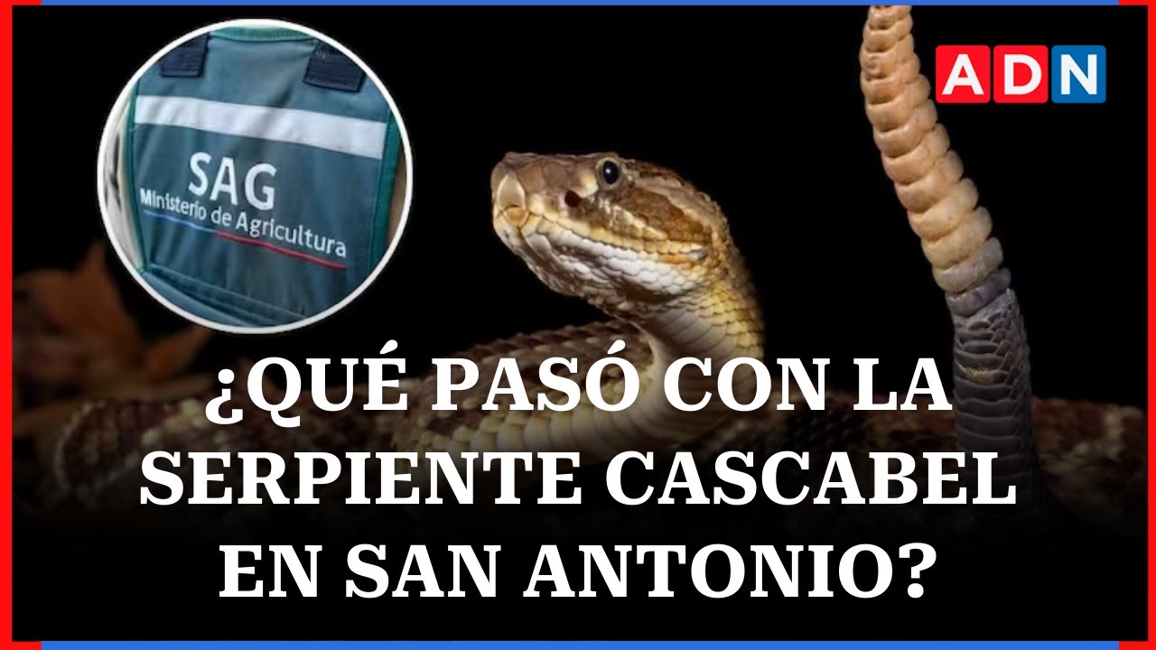 Seroiente cascabel en San Antonio: SAG entrega los detalles del caso