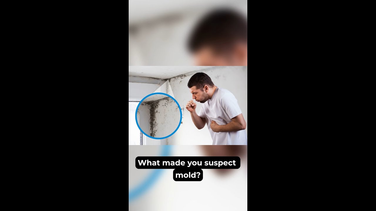 What Happens During a Professional Mold Inspection