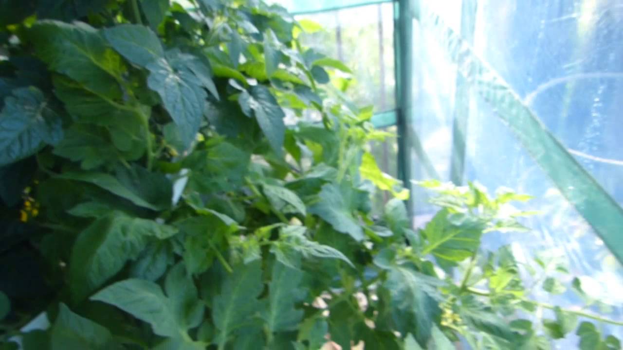 6 weeks old verticle vegetables