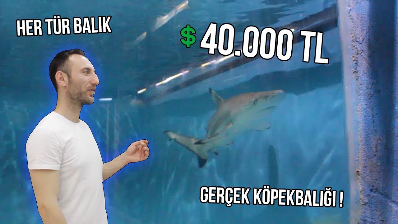 40.000 TL KÖPEKBALIĞI | #akvaryum #köpekbalığı #trendvideolar #oranda #japonbalığı