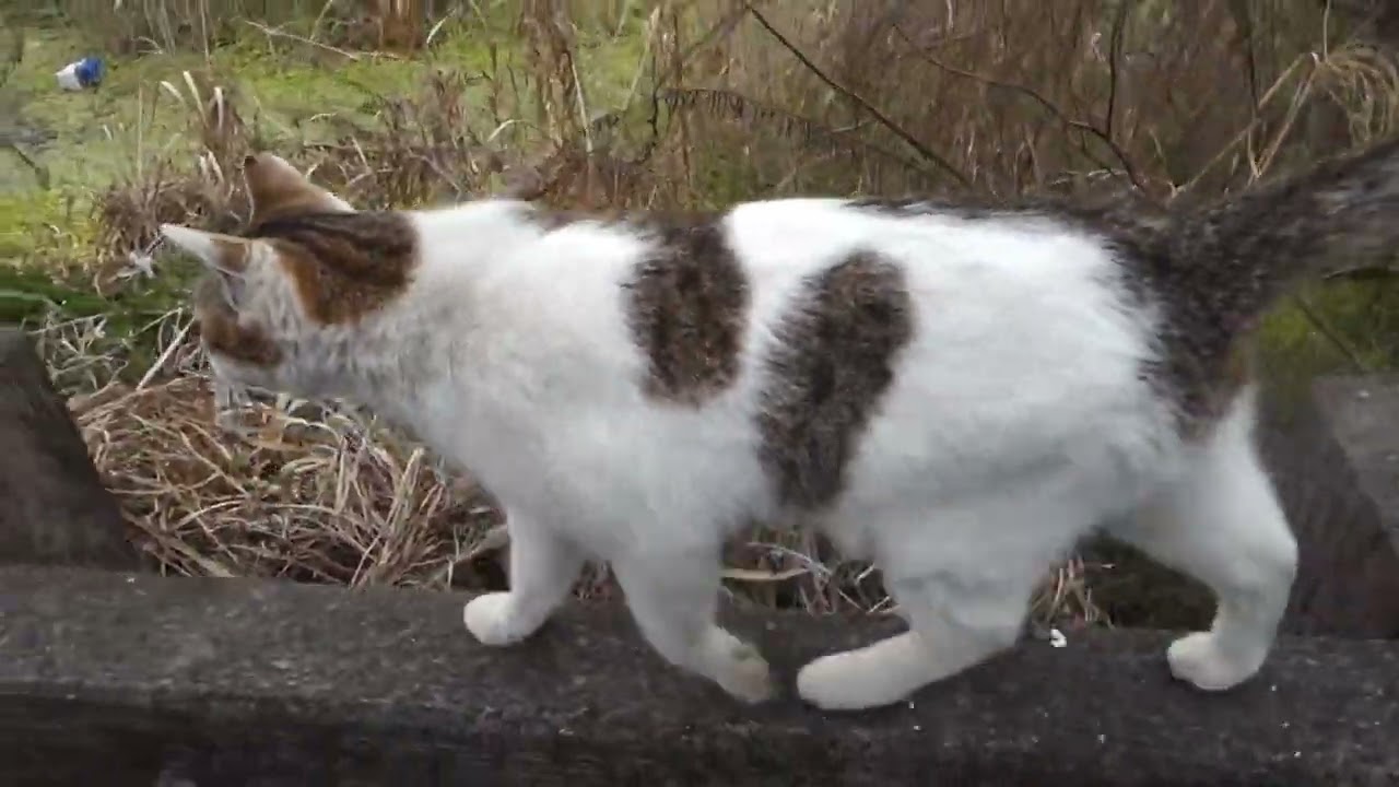 【Cat Video】 meowmeow Happy #cat  #cats   #cute