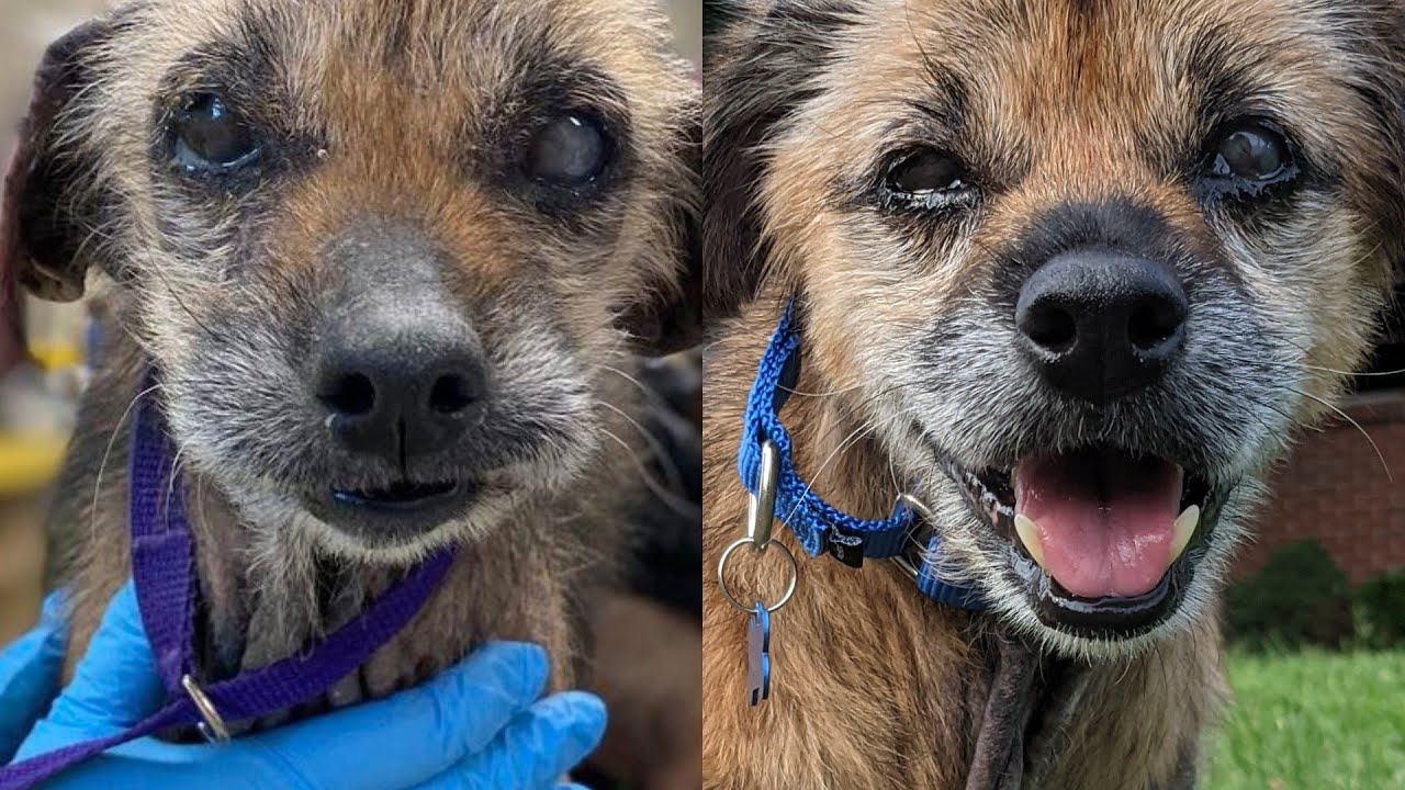 Adopting A Blind And Deaf 15 Year Old Dog
