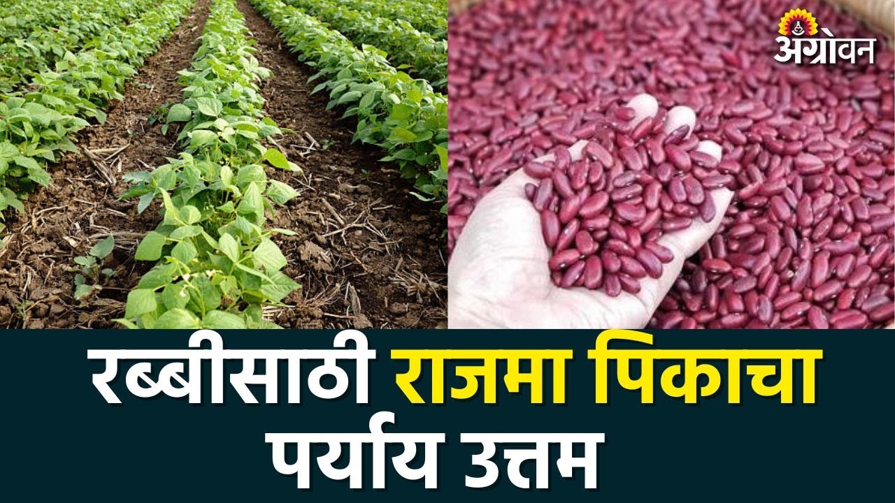 Rajma Crop : पीक फेरपालट म्हणून राजमा फायदेशीर |Agrowon