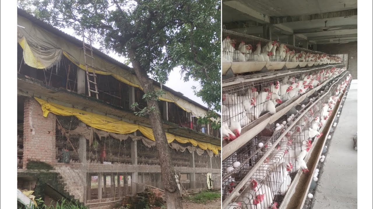 लेयर फॉर्म की मुर्गियों को बारिश के मौसम में क्या चीज का विशेष ध्यान देना चाहिए आइए बताए और दिखाए🙏🙏🙏