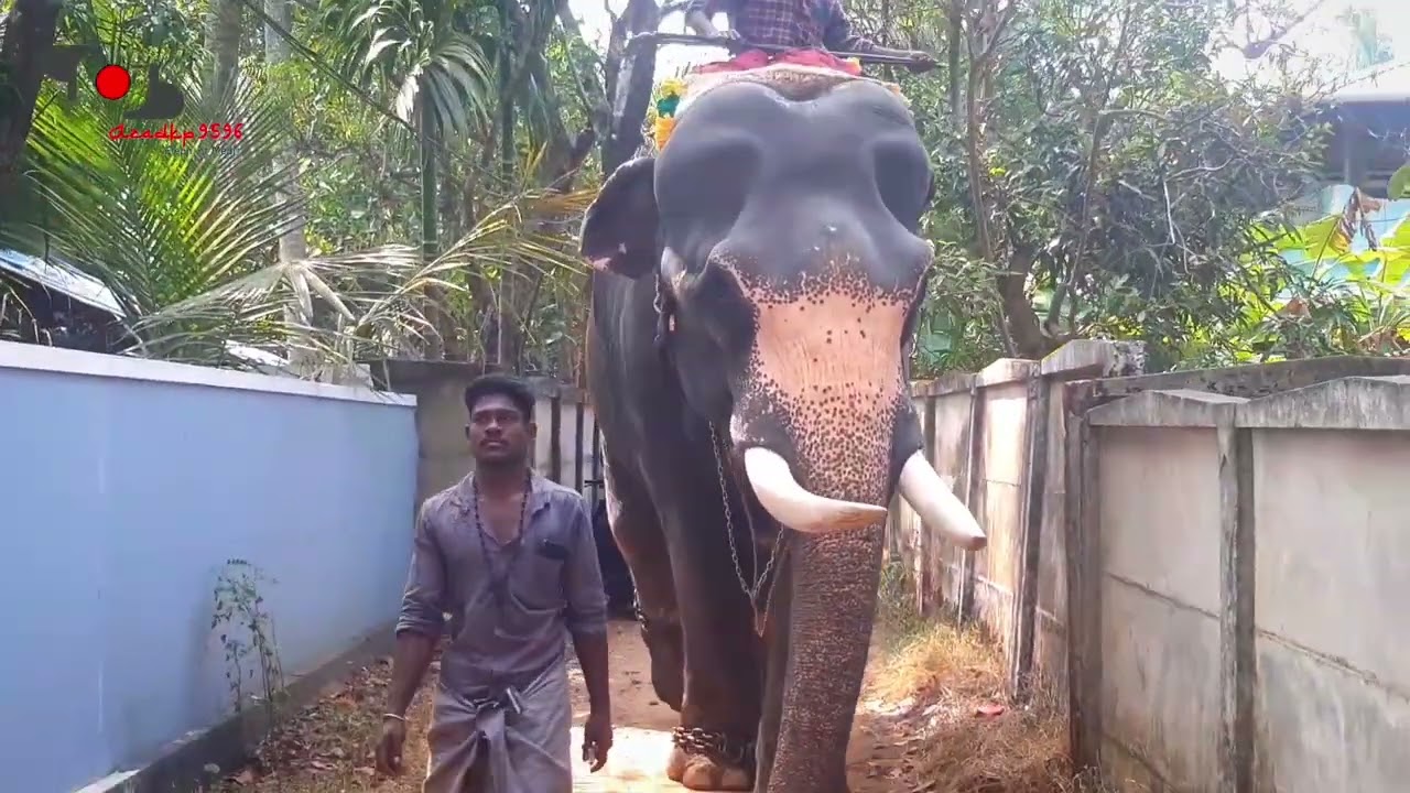 ചെറിയപറമ്പത്ത് ഗോപാൽ // Cheriyaparambath gopal #Azadkp9596
