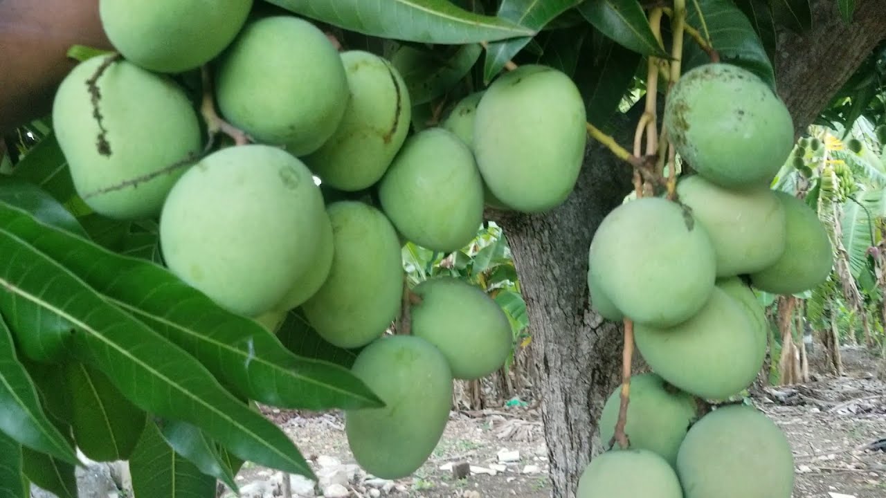 CON ESTA TECNICA YA NO ESPERARAS AÑOS PARA TENER MANGO EN CASA Guia Paso a paso.