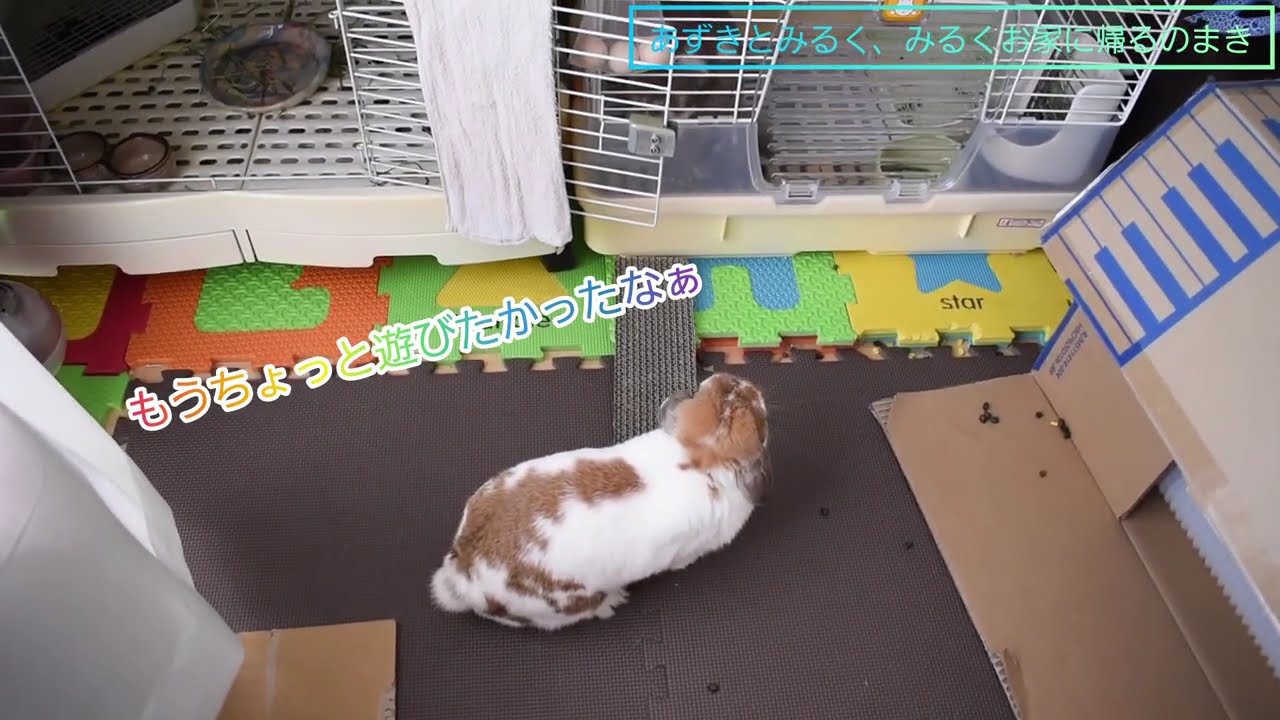 【Holland lop ear rabbit】Azuki’s daily life 38　　中村小豆38｢あずきとみるく、みるくお家に帰るのまき｣