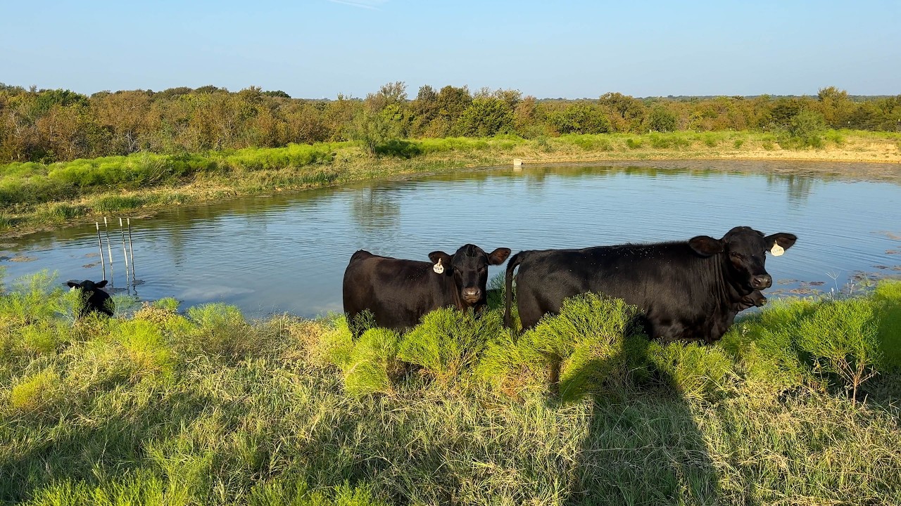 Brangus vs. Black Angus Which Breed Thrives in Texas or Florida?