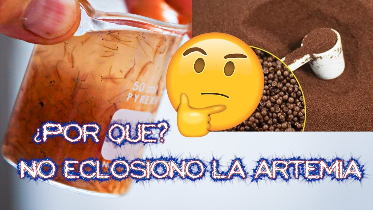 No eclosiono la artemia ¿Por que?