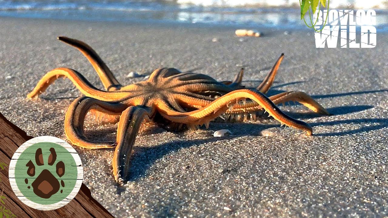 Zeesterren die het Land Veroveren?!