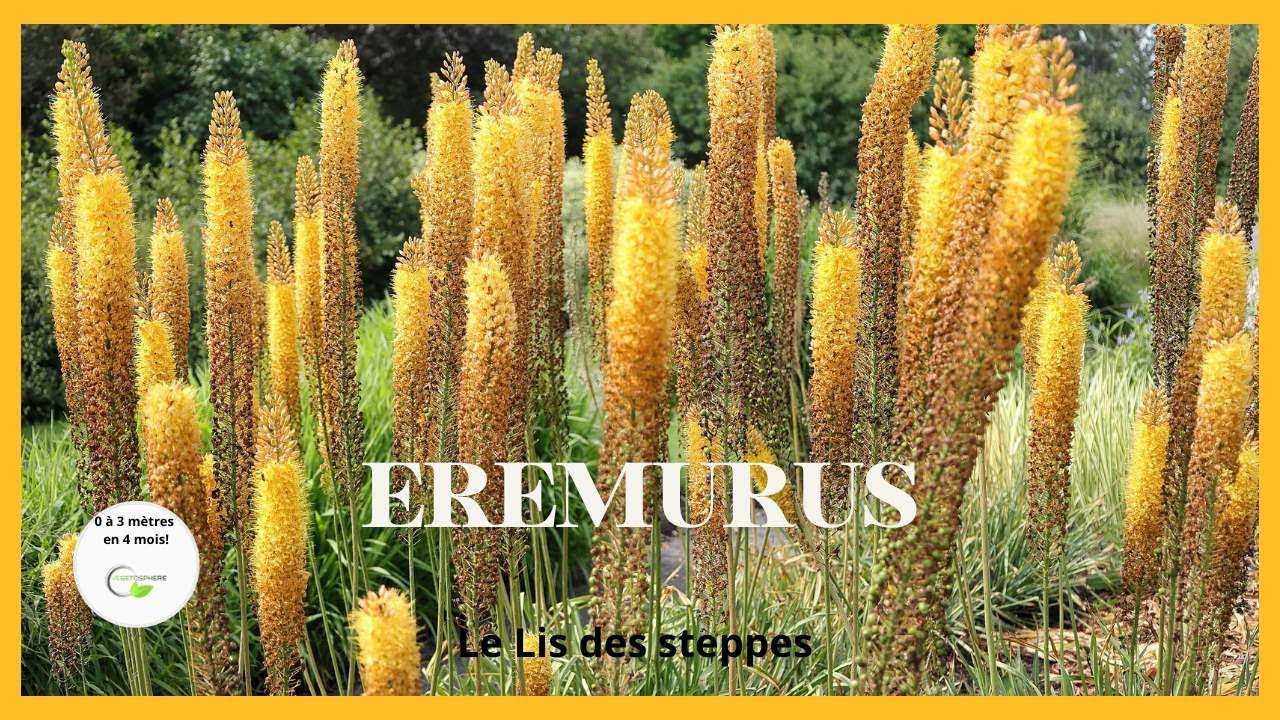 Eremurus, une floraison hors du commun #eremerus #lisdessteppes #vegetosphere