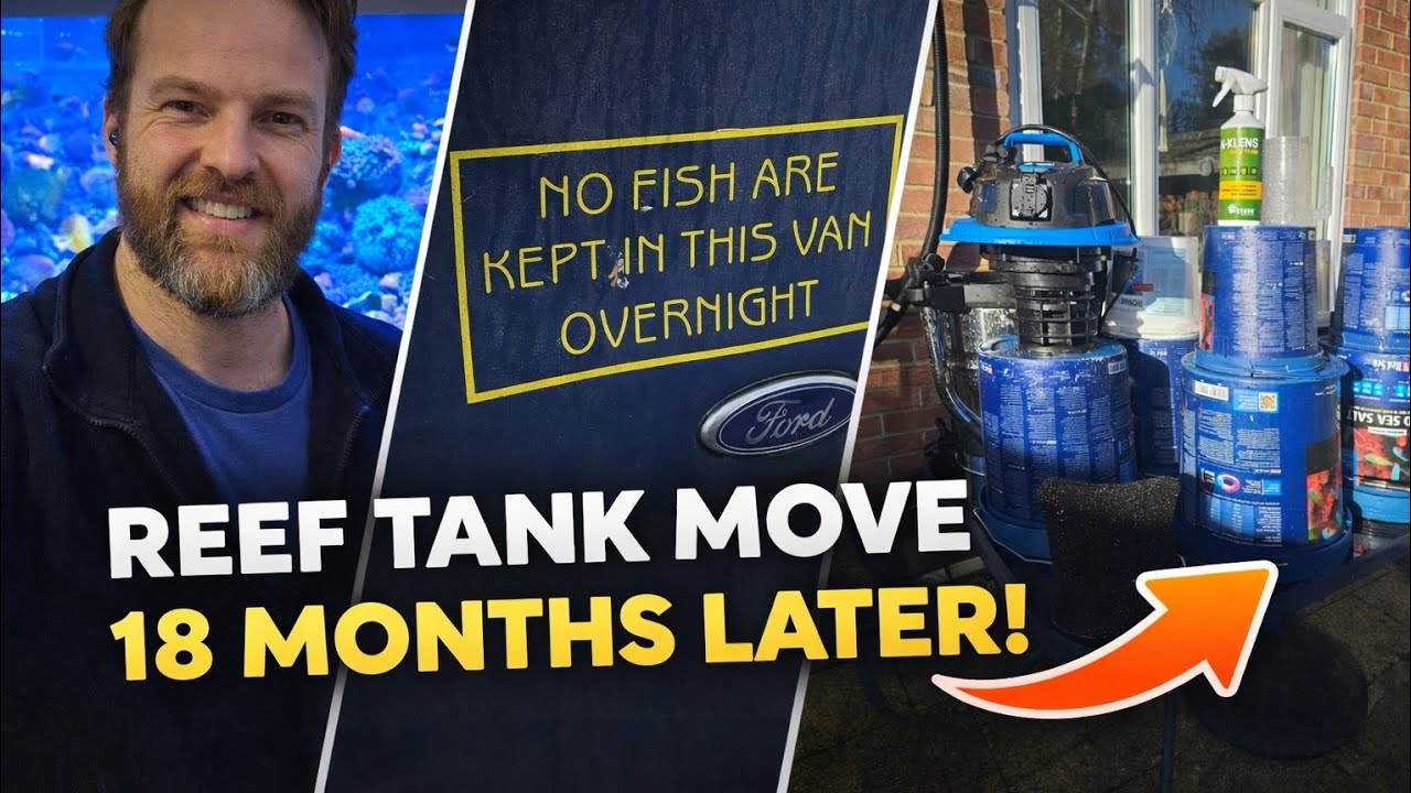 From My 7ft Reef to a Client’s Tank | Aquarium Maintenance & Behind the Scenes