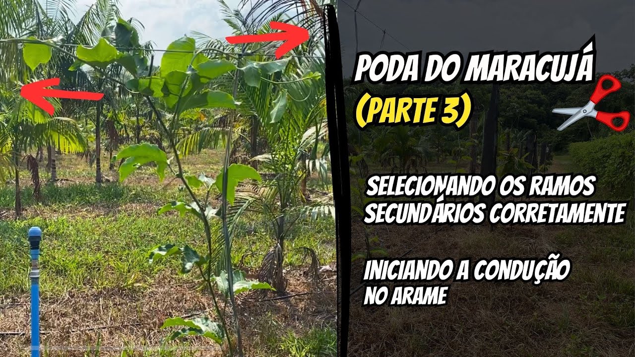 Como podar o maracujá? - Terceira poda