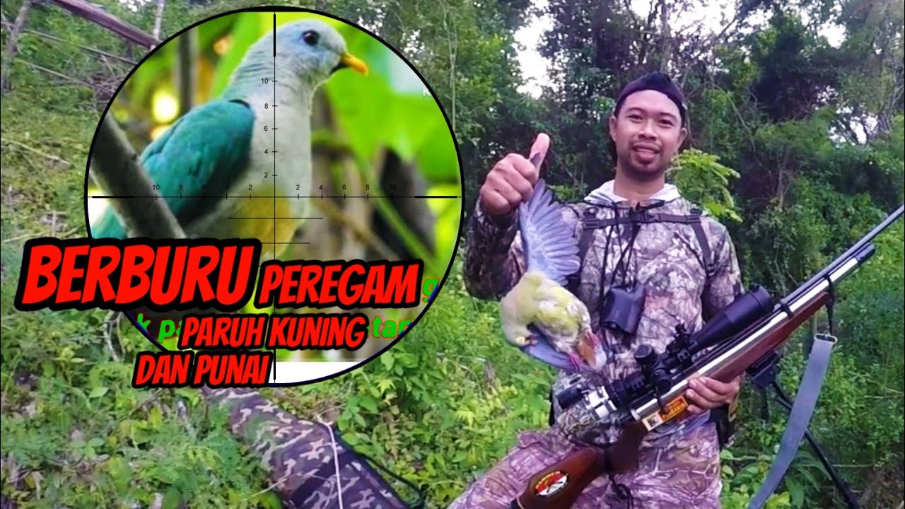 BERBURU PEREGAM PARUH KUNING, PUNAI DAN TEKUKUR #pcpmouser od 32 stainless 