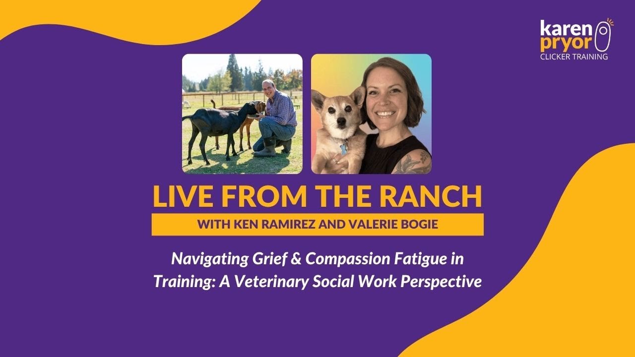 Navigating Grief & Compassion Fatigue in Training: A Veterinary Social Work Perspective