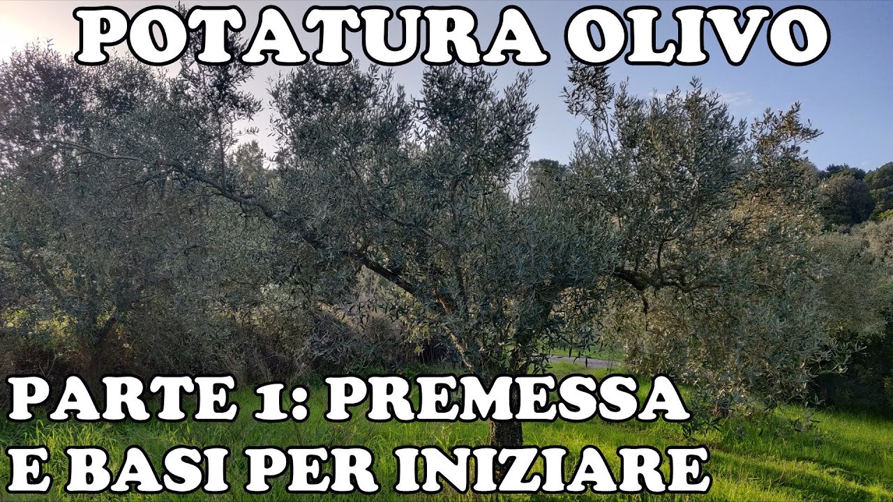 Come Potare l'Olivo: Primi passi - Parte 1