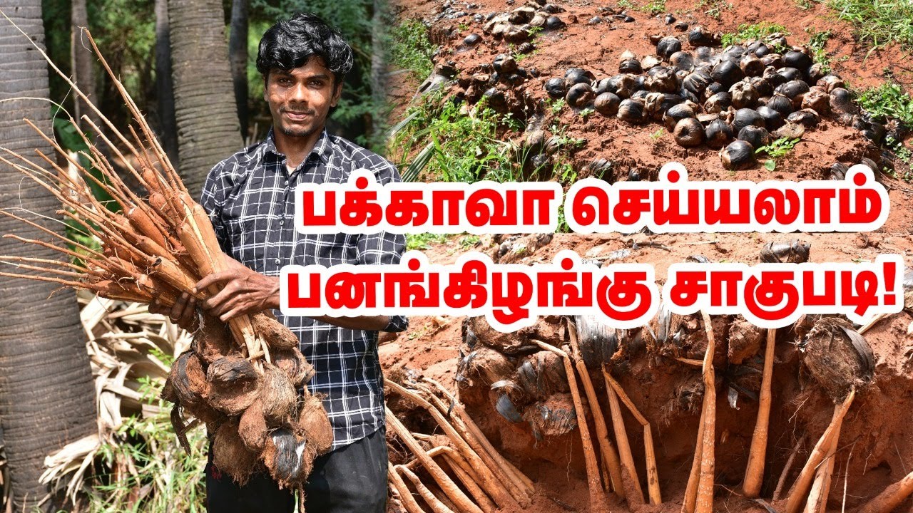 1 விதையிலிருந்து 3 கிழங்கு... பனங்கிழங்கு சாகுபடியில் கலக்கும் இளைஞர் |  Pasumai Vikatan