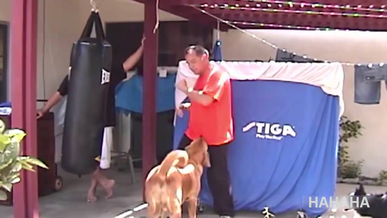 digdog
