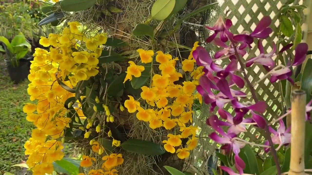 How I care for my Dendrobium aggregatum/lindleyi.