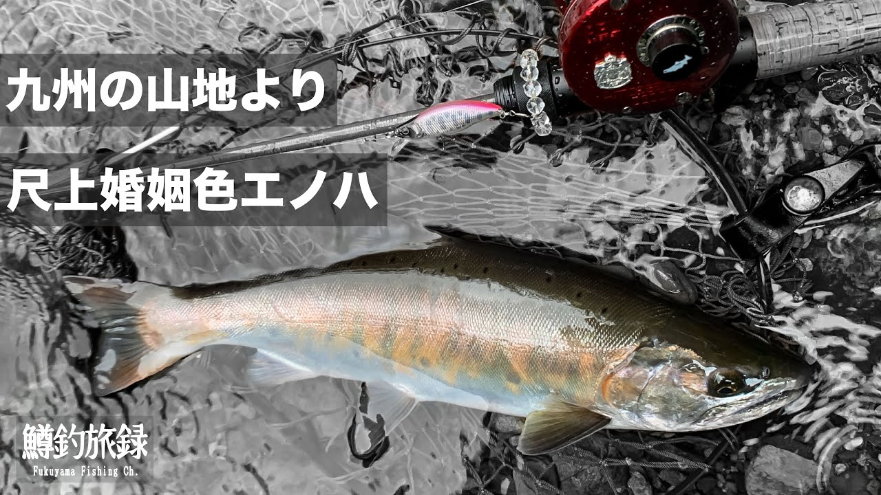【九州・尺上エノハ（ヤマメ）】婚姻色入った美しい魚。九州山地の渓流で会えました【#鱒釣旅録 vol.18】