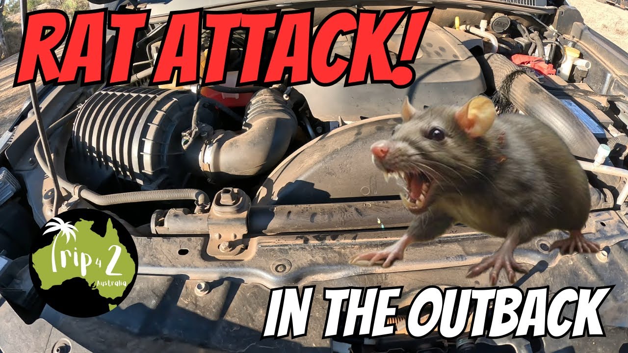 We go to Winton in the middle of a RAT PLAGUE | some BEAUTIFUL overnighters and much more - Ep 67