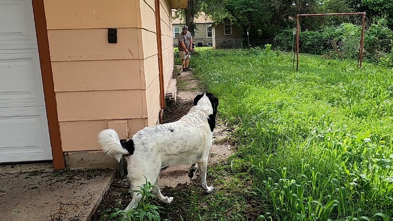 ANGRY DOG Didn't Want Me To MOW This CRAZY TALL LAWN