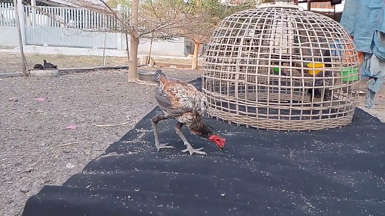 บรรยากาศยามเช้าของไก่ชน