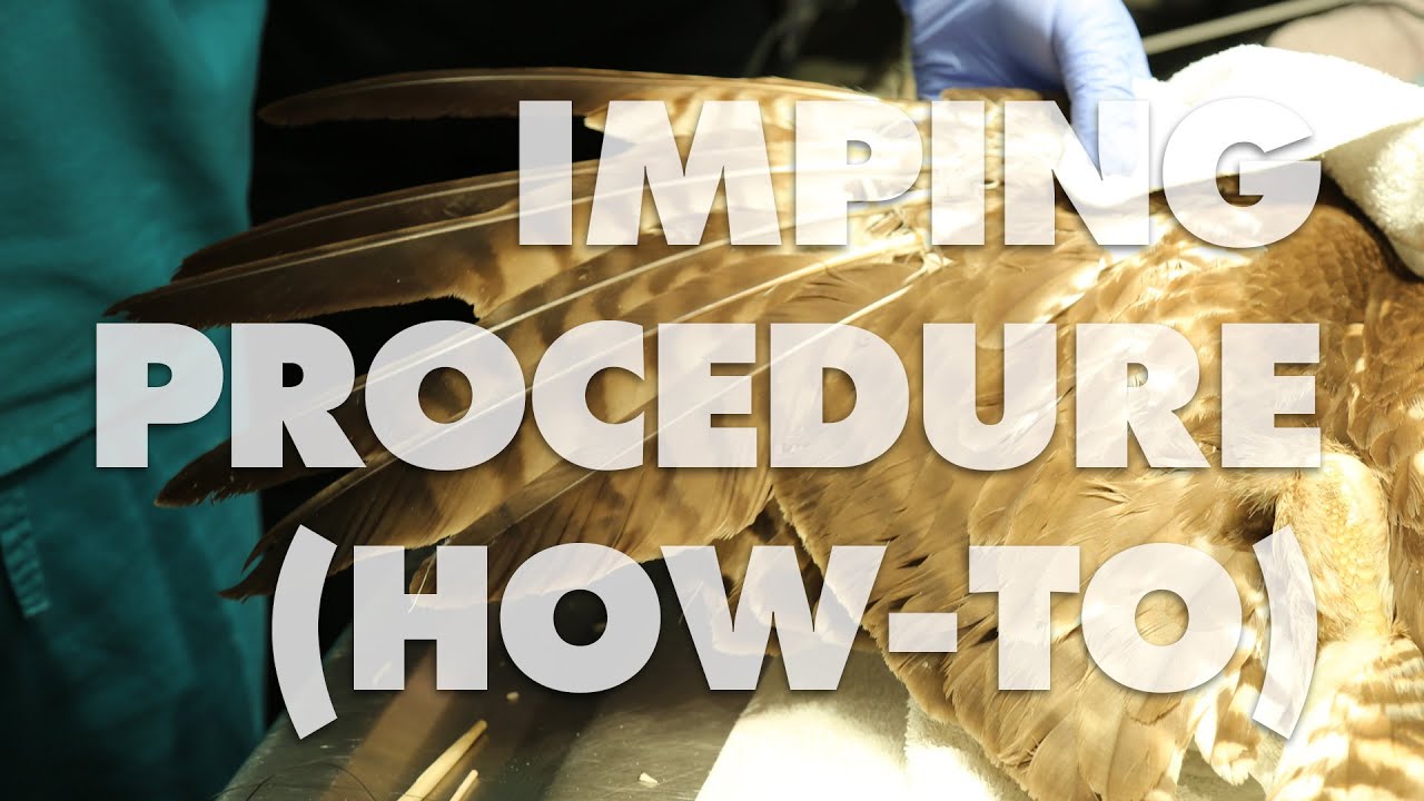 Imping Procedure on a Red-Tailed Hawk (how-to)
