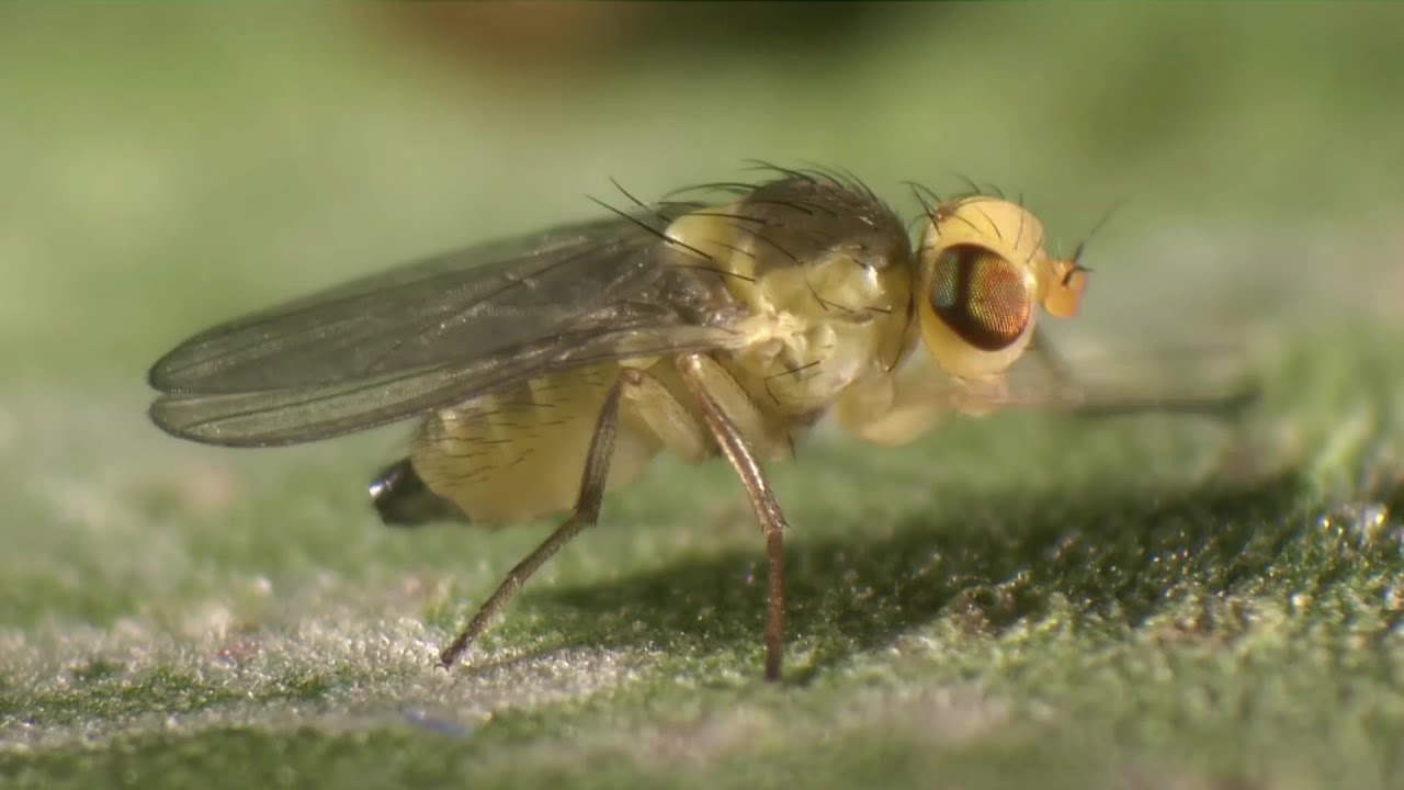 잎굴파리 생활사(Life cycle of leaf miners)