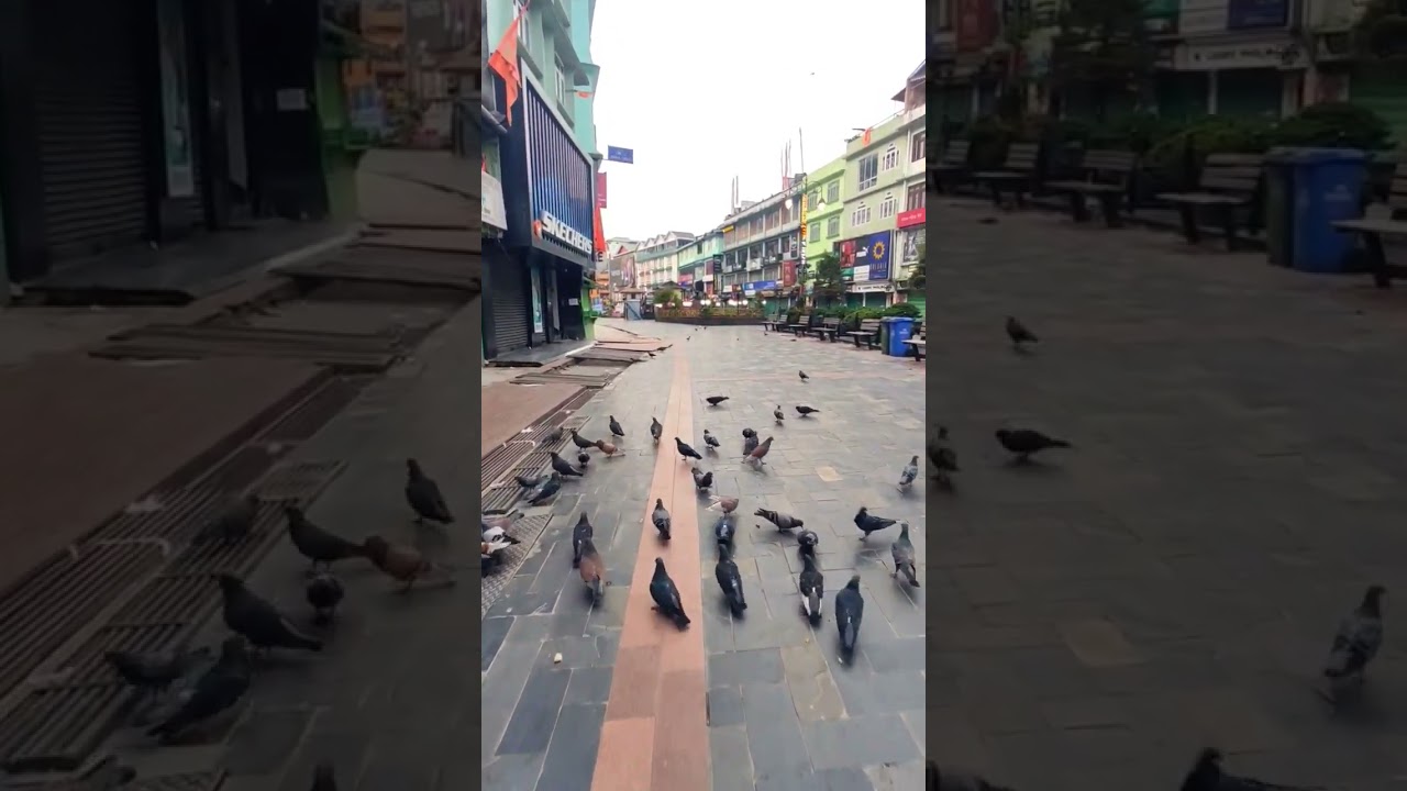 #mgmarg #mgmarggangtok #birdslover #piegeon #morning