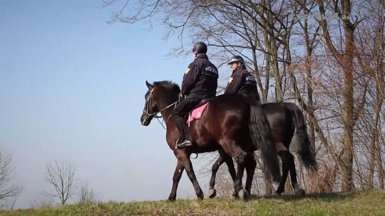 Dokument Policejní kůň | TV Cheval