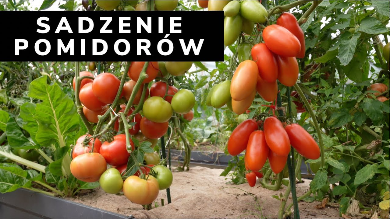 Jak sadzić pomidory w szklarni. Uprawa pomidorów. Ogrodnictwo z Kasia in