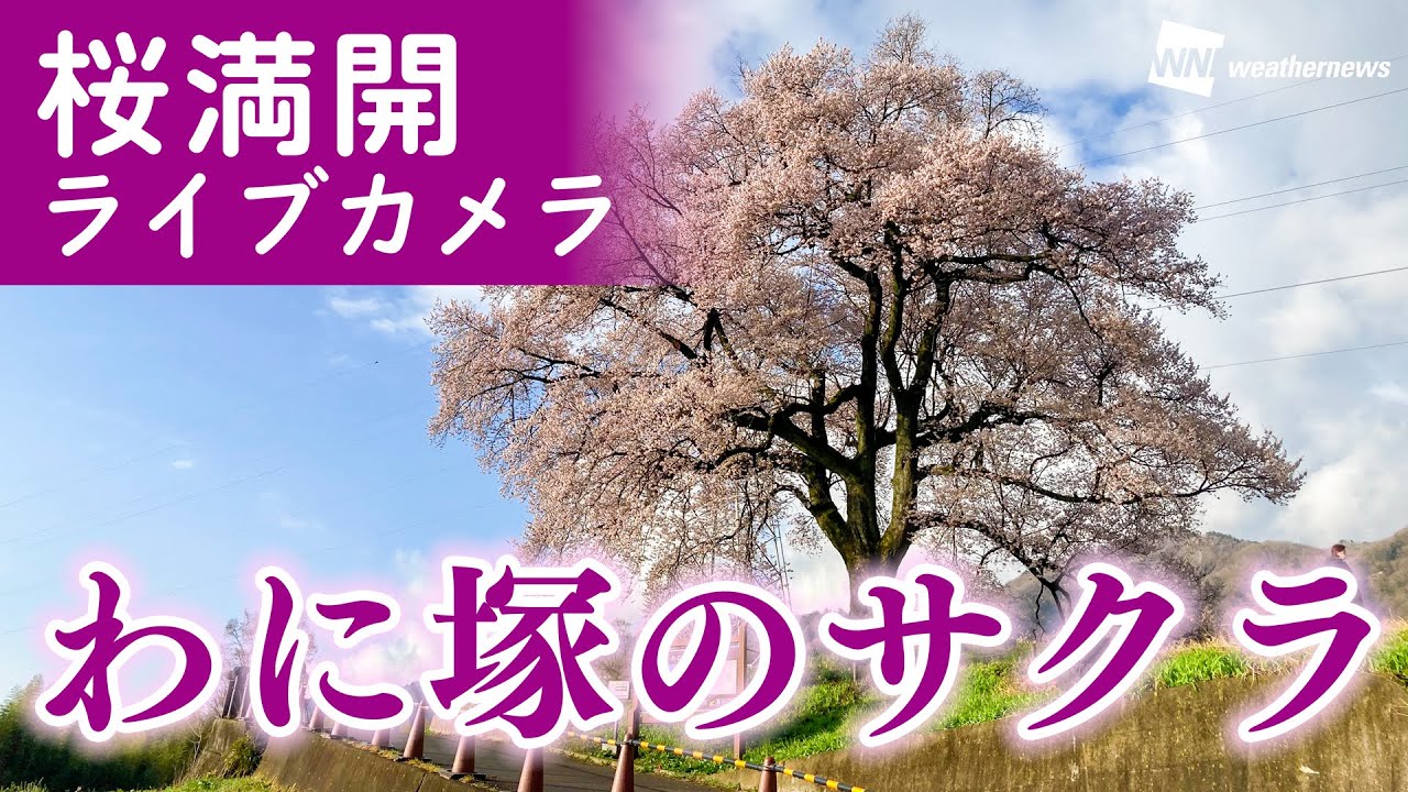 【LIVE】わに塚のサクラ＠山梨🌸桜満開ライブカメラ／美しい一本桜の朝　2023年3月29日(水)