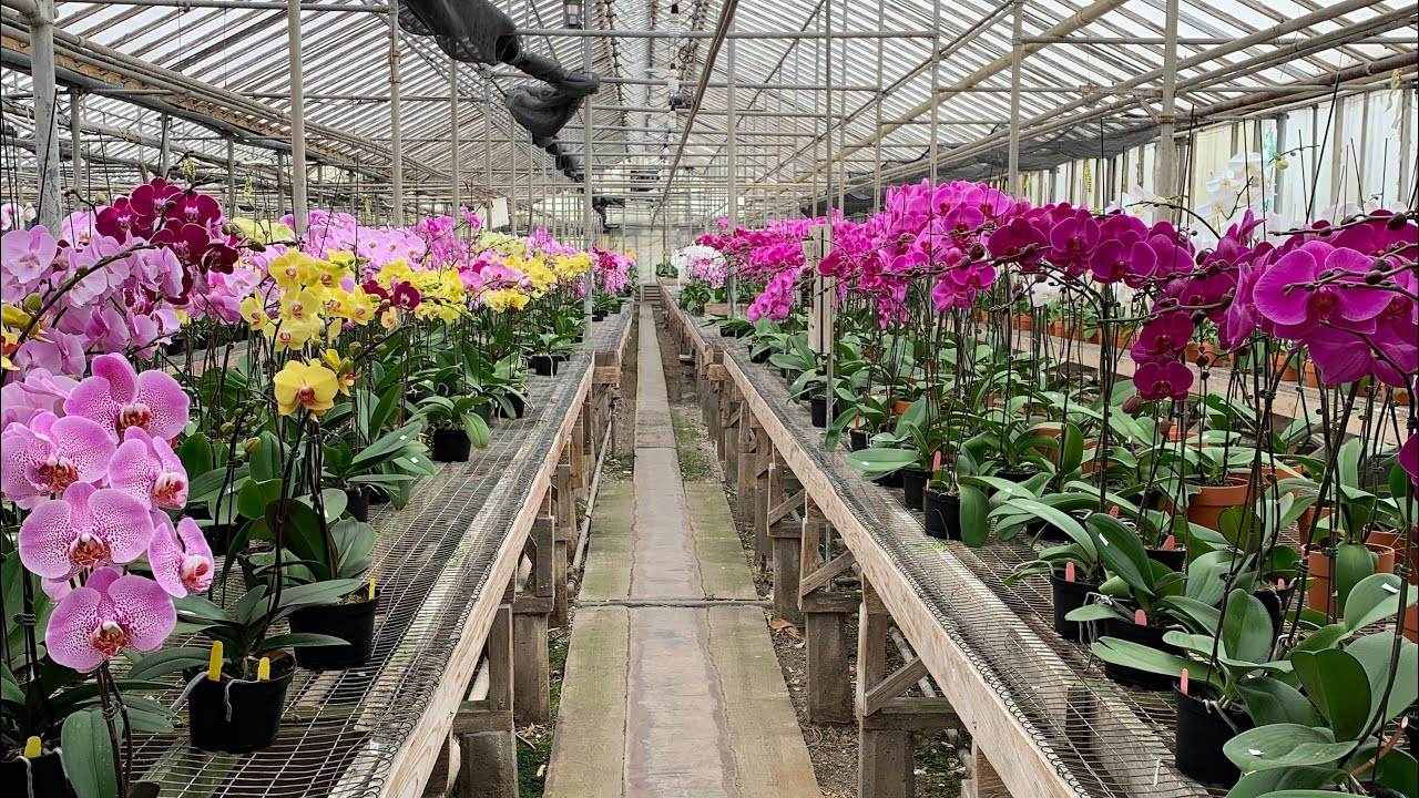 RECORRIDO VIVERO ESPECIALIZADO EN ORQUIDEAS!!!