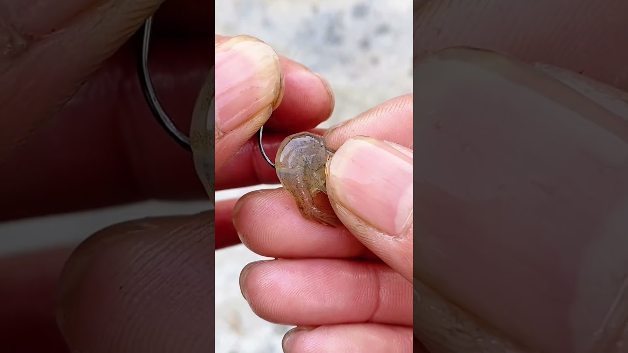 How to Hook Shrimp Effectively - Simple and Efficient!