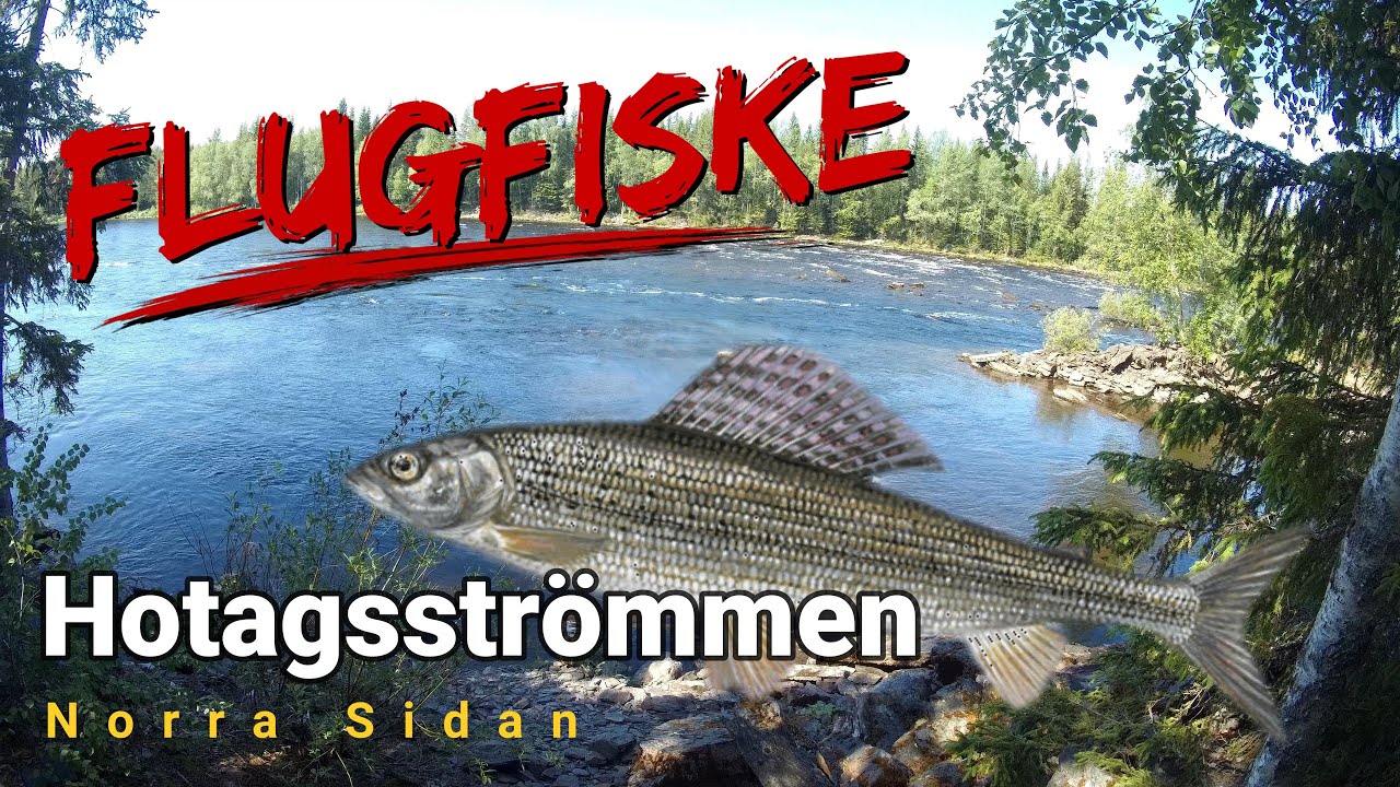 Flugfiske i Hotagsströmmen - Jämtland